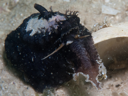 Dendrofissurella scutellum thumbnail