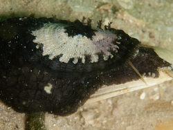Dendrofissurella scutellum thumbnail