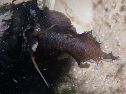 Dendrofissurella scutellum thumbnail