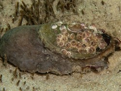 Dendrofissurella scutellum thumbnail