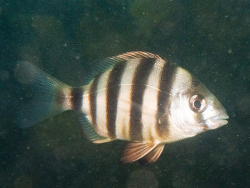 Diplodus hottentotus thumbnail