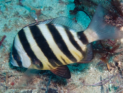 Diplodus hottentotus thumbnail