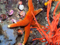 Fromia schultzei,crags Still Bay Harbour, South Africa 2026 (CC-BY-SA)