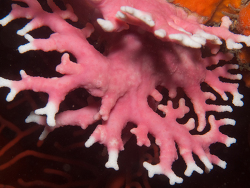 Stylaster nobilis thumbnail