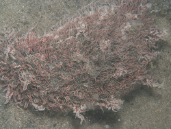 Bursatella africana, Goukou river Stillbaai Garden Route District Municipality, South Africa 2026 (CC-BY-SA)
