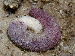 Actinoptilum molle,photographers reef Simon's Town, Cape Town, 7975, South Africa 2026 (CC-BY-SA)