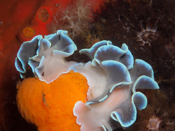 Leminda millecra thumbnail