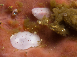 Rostanga phepha thumbnail