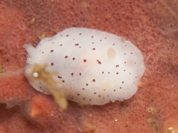 Rostanga phepha thumbnail