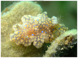 Miamira sinuata,Ouémo, Nouméa, Nouvelle-Calédonie 2025