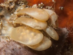 Africofusus ocelliferus thumbnail