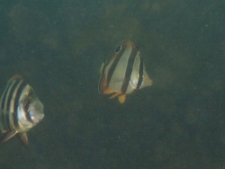 Chaetodon marleyi,long beach, Simon's Town, Cape Town, 7975, South Africa 2026 (CC-BY-SA)
