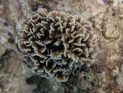 Pavona frondifera,North Pacific Ocean, TH 2026