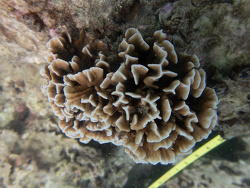 Pavona frondifera,North Pacific Ocean, TH 2026