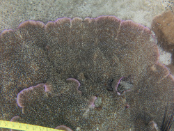 Lithophyllon undulatum, Thailand 2026