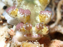 Marioniopsis sp.Batangas, Philippines 2026