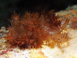 Melibe digitata thumbnail