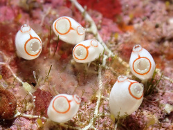 Ecteinascidia bandaensis - a beautiful little tunicate,Batangas, Philippines 2026