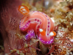 Hypselodoris sp.Batangas, Philippines 2026
