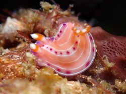 Hypselodoris sp.Batangas, Philippines 2026