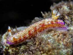 Hypselodoris maculosa LV 2022