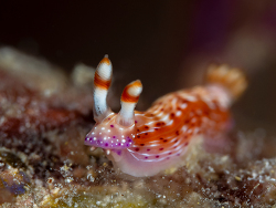 Spotted Hypselodoris - Hypselodoris maculosa,Bweni, Kanga, Coast Region 2021