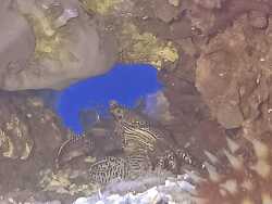 Petrolisthes bolivarensis thumbnail