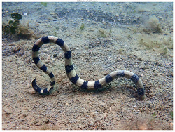 Hydrophis coggeri,Anse Vata, Nouméa 98800, Nouvelle-Calédonie 2026