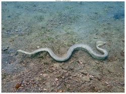 Hydrophis peronii,Anse Vata, Nouméa 98800, Nouvelle-Calédonie 2026