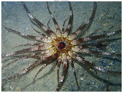 Dofleinia armata, Baie des Citrons - Noumea 2026
