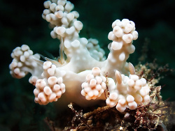 Miamira alleni,Batangas, Philippines 2026