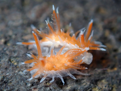 Okenia sp.04 thumbnail