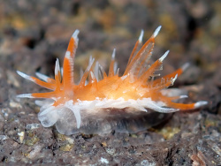 Okenia sp. 4 in NSSI2,Batangas, Philippines 2026