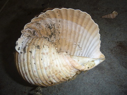 Tonna tankervillii,Northland, New Zealand 2018