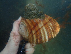 Tonna tankervillii thumbnail