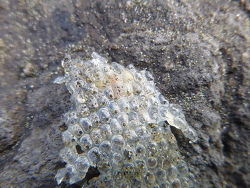Tonna tankervillii,Egg capsules, Auckland, New Zealand 2018