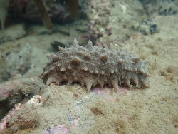 Australostichopus mollis thumbnail