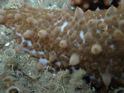 Australostichopus mollis thumbnail