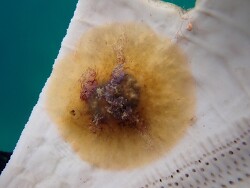 Lamellaria ophione thumbnail