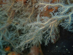 Solanderia ericopsis,Taiharuru 0192, Nueva Zelanda 2026