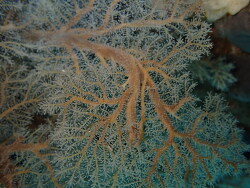 Solanderia ericopsis,Taiharuru 0192, Nueva Zelanda 2026