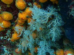 Solanderia ericopsis,Taiharuru 0192, Nueva Zelanda 2026