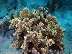 Pachyseris rugosa thumbnail