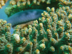 Acropora florida, Philippines 2020