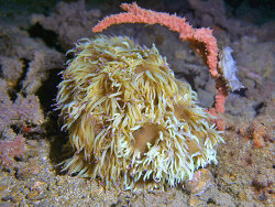 Catalaphyllia jardinei, Philippines 2019