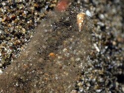 Annulobalcis maculata, 10mm, Anilao 2025