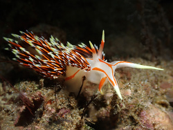 Caloria militaris thumbnail