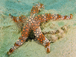 Foto: Big Vicki's Reef, Lizard-Island-Nationalpark, Queensland, Great Barrier Reef