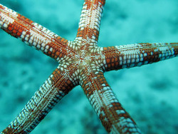 Foto: Lizard-Island-Nationalpark, Queensland, Great Barrier Reef
