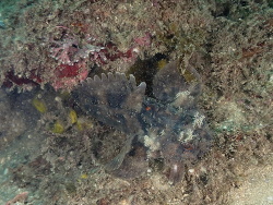 Halophryne queenslandiae, Cook Island, New South Wales, Australia 2023